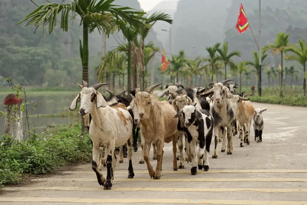 Cảnh quan và không gian của Tam Cốc tại Ninh Bình