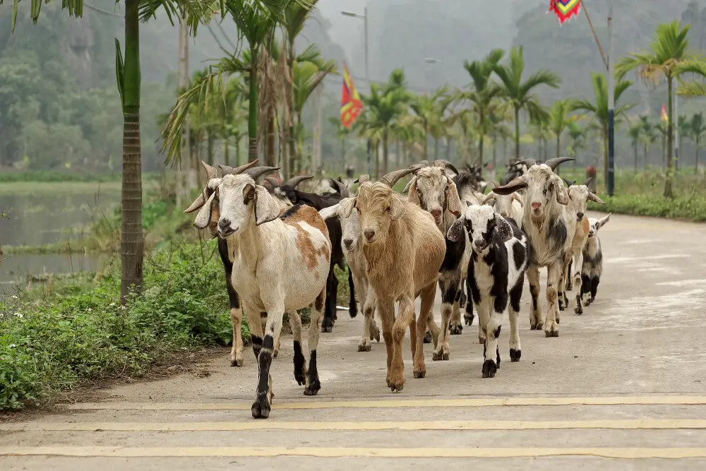 Local Stories at Tam Coc in Ninh Binh