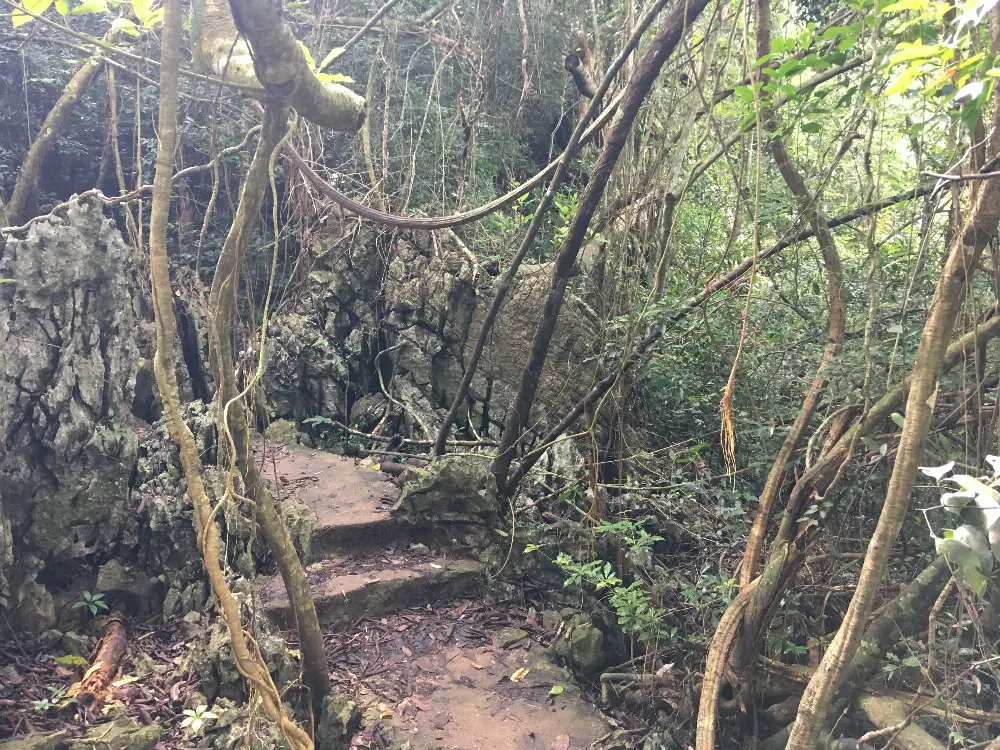 Signature Details of Cat Ba National Park