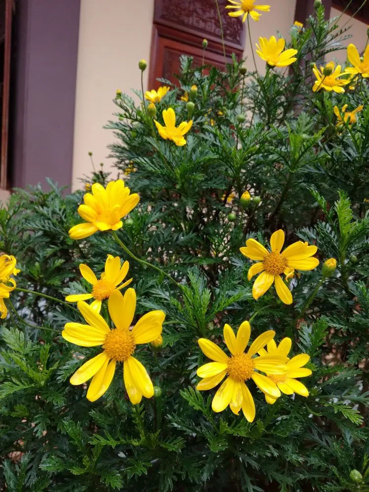 Heritage and Conservation at Truc Lam Zen Monastery in Da Lat