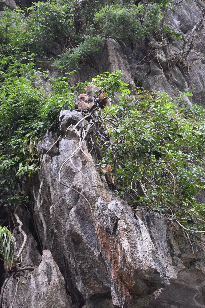 Câu chuyện địa phương tại Hang Luồn tại Hạ Long