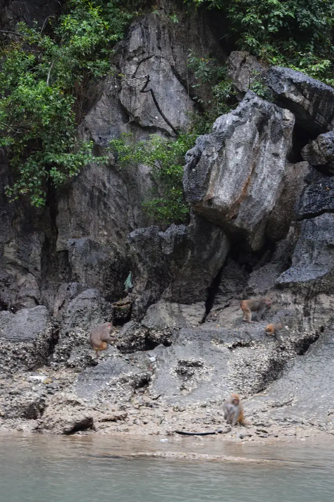 Heritage and Conservation at Luon Cave in Ha Long