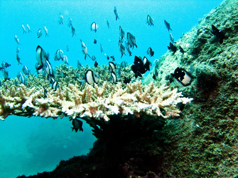 Lesser-Seen Perspectives of Nha Trang Bay
