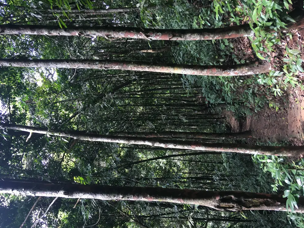 Signature Details of Cat Ba National Park