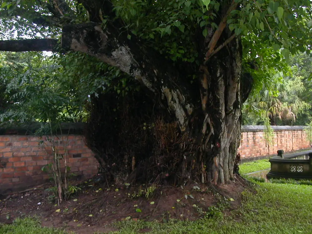 Walking Exploration around Temple of Literature in Hanoi