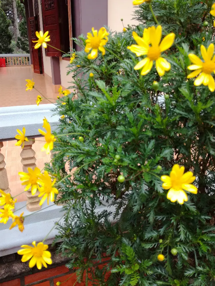 Heritage and Conservation at Truc Lam Zen Monastery in Da Lat