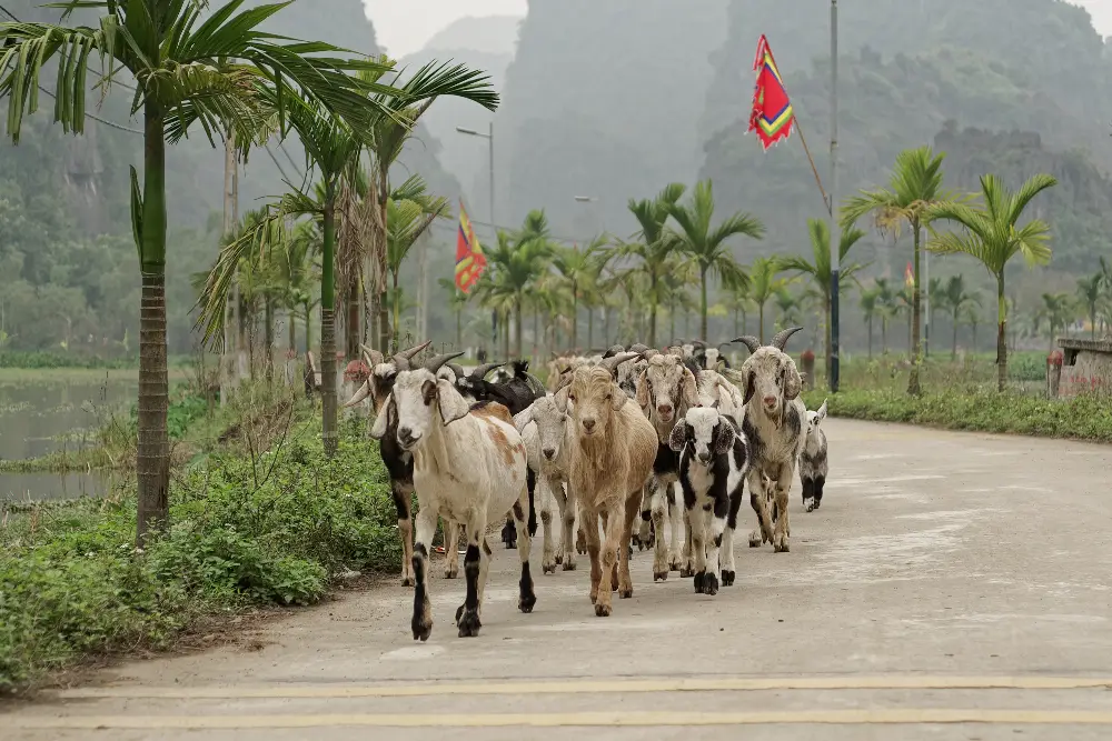 Local Stories at Tam Coc in Ninh Binh