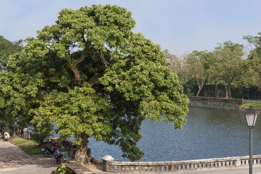 Local Stories at Hue Imperial City